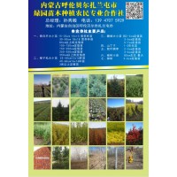 内蒙古绿园苗木供应青白扦大小苗15-25cm 营养杯苗
