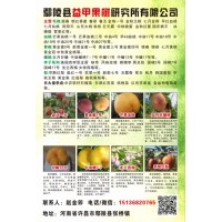鄢陵县益甲果树研究所专供毛桃、油桃、黄桃、蟠桃系列桃树
