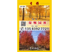 山东郯城亿畅园林供应2-30公分银杏树、美国红枫树，银杏图1