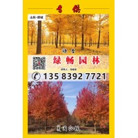 山东郯城亿畅园林供应2-30公分银杏树、美国红枫树，银杏