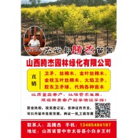 山西省太谷县腾杰苗圃基地供应3-8公分的卫矛球，卫矛基地