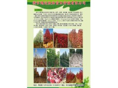 河北衡水鸿运苗木种植有限公司供应彩叶豆梨系列秋火焰苗木图1