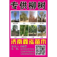 山东济南鑫泓苗木基地专供嫁接垂柳、青垂、金丝垂柳系列