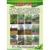 郑氏园林供应8-15公分造型白蜡，实生定杆1-2年冒型白蜡树