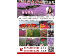 青州海大园林大量供应福禄考，丛生福禄考等宿根花卉类花苗图1