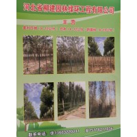 柳建园林绿环工程公司主营8-12公分金叶白蜡/合欢/新疆杨