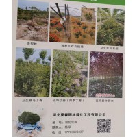 河北冀森园林绿化工程有限公司供应独杆红叶石楠球等绿化苗木