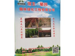 河北定州星创园林供应紫叶李、玉兰、杜干丁香地被等绿化苗图1