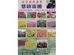 辽宁开原佳缘苗圃场主营黄杨杯苗0.3- 0.6米图1