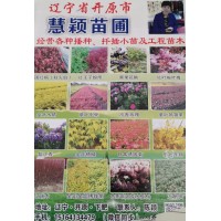 辽宁开原佳缘苗圃场主营黄杨杯苗0.3- 0.6米