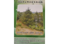 定州新发地苗圃大量供应多规格云杉、造型松、白皮松工程苗图1