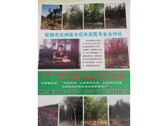 安国市庆州苗木花卉供应美国红枫小苗，美国红枫工程苗图1