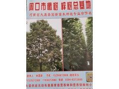 周口国新苗木大量供应无纺布基质育苗营养钵和营养钵楸树小苗图1