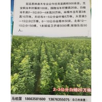 冠县易林苗木供应2-3公分白蜡苗20万株，现货供应白蜡小苗