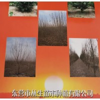 东营丛生苗方种植有限公司供应丛生白蜡、丛生丝棉木系列工程苗