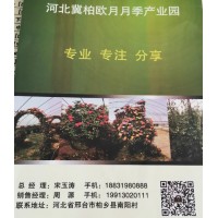 河北冀柏欧月月季产业园供应月季花、月季盆栽、树状月季