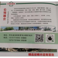 沧州市中创园林专业供应精品丝棉木，各种规格丝棉木园林工程苗