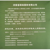 河南省绿尚园林有限公司供应榉树/三角枫/七叶树多种园林工程苗