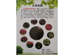 河北定州立青苗圃供应10公分国槐2000棵，精品国槐供应图1