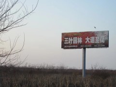 要种榉 找三叶 三叶园林 沭阳基地图1