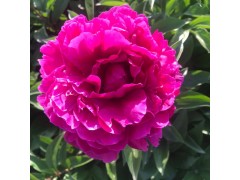 牡丹鲜切花图1