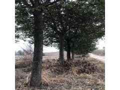 原生全冠香樟图1