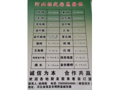 河北保定彩慧园林供应3-12公分国槐树，速生国槐图1