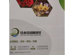 任县佳木佳园林绿化苗圃大量供应老国槐1-3公分60万棵图1