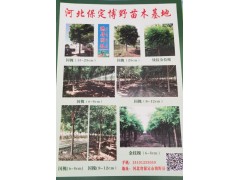 博野隐居园林苗木基地专供国槐、速生柳、垂柳等河北特色苗木图1