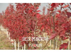 武汉光辉红枫大量出售，武汉光辉红枫基地，湖北精品红枫工程苗图1