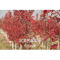 武汉光辉红枫大量出售，武汉光辉红枫基地，湖北精品红枫工程苗