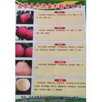 昌黎县中沈苗木销售红梨1号、红梨2号、香梨、无核香梨系列梨树