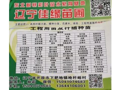 辽宁佳缘苗圃经营王簇海棠3-18公分苗，王族海棠扦插苗系列图1