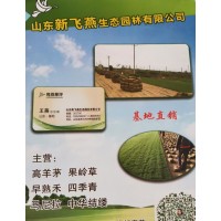 山东新飞燕经营高羊茅、果岭草、,早熟禾、四季青系列草坪