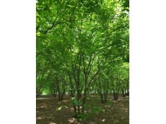 苗圃直销红榉树苗 邳州丛生榉树 大规格行道树榉树 工程苗批发图1