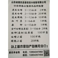 惠民县童信苗木销售白蜡小苗（速生白蜡）1-2年生500万株