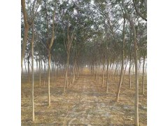 大量供应合欢 批发高规格园林工程合欢树 价格合理 文森苗木图1