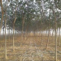 大量供应合欢 批发高规格园林工程合欢树 价格合理 文森苗木
