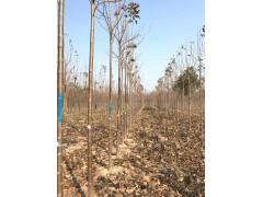 7公分楸树价格 克祥楸树种植基地 淮阳县克祥种植专业合作社图1