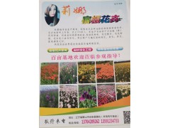 莉娜宿根花卉苗木基地主营荷兰菊杯苗、金焰绣线菊、千屈菜图1