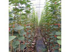 欧洲椴树苗木 亚森花卉行道树 小叶欧洲椴树苗批发 椴树小苗图1
