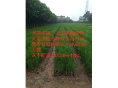 河南鄢陵永生苗圃大量供应营养钵侧柏苗60-80高50万棵图1