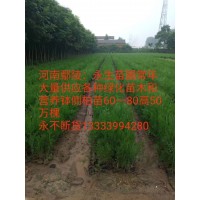河南鄢陵永生苗圃大量供应营养钵侧柏苗60-80高50万棵