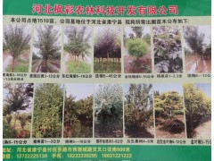 河北枫彩农林科技供应北美海棠3-10公分 1-1.5米分枝点图1