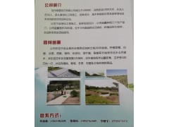 沧州绿茵园艺大量供应白蜡、国槐、丝棉木、栾树等绿化苗木图1
