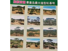 秦皇岛聚顺苗圃大量供应精品黑松造型、油松造型、造型松图1