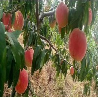 蒙阴县蜜桃新品种基地专供各种新品种桃苗，鲁油1号桃树苗
