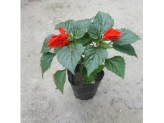 一串红 粉黛乱子草 绿化工程草花苗 青州海大园林一串红苗图1