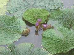 芡实