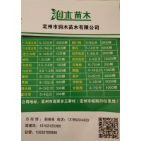 定州润木苗木一年冒法桐8-12公分10000棵现货供应